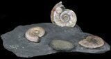 Iridescent Ammonite Fossils Mounted In Shale - x #38231-1